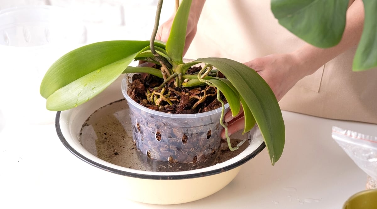 gardener's hands lower an orchid pot into a clear bowl of water to hydrate it.
