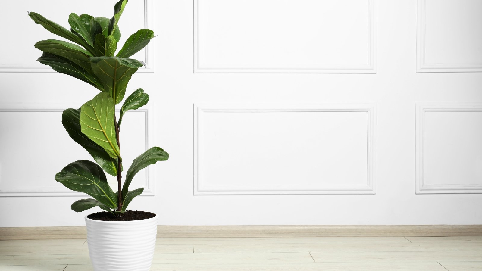 Broad, dark green leaves with prominent veins grow on sturdy stems in a bold, upright arrangement within a white pot set against a textured white wall.