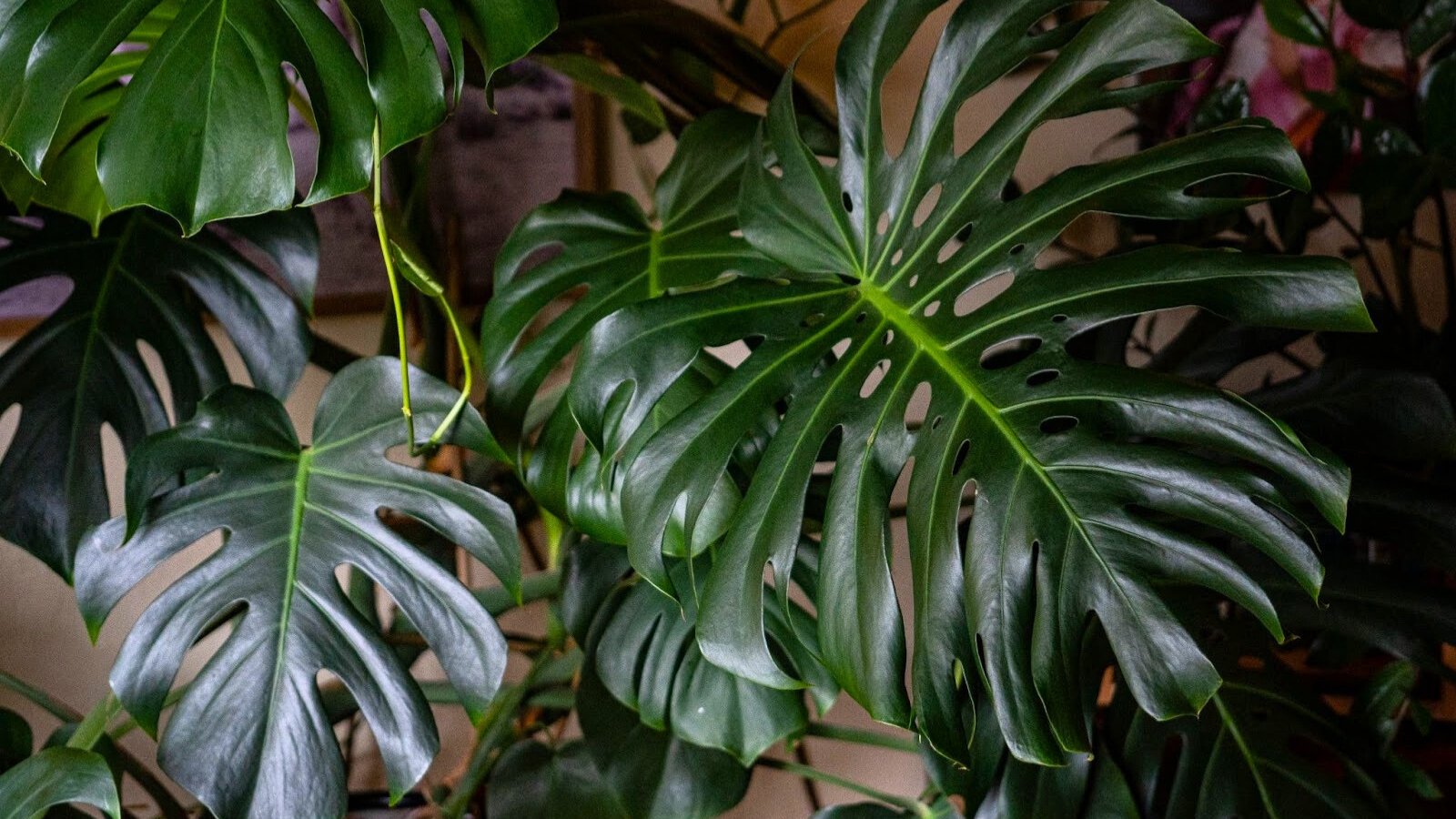 Large, glossy leaves with split edges grow from thick, upright stems.
