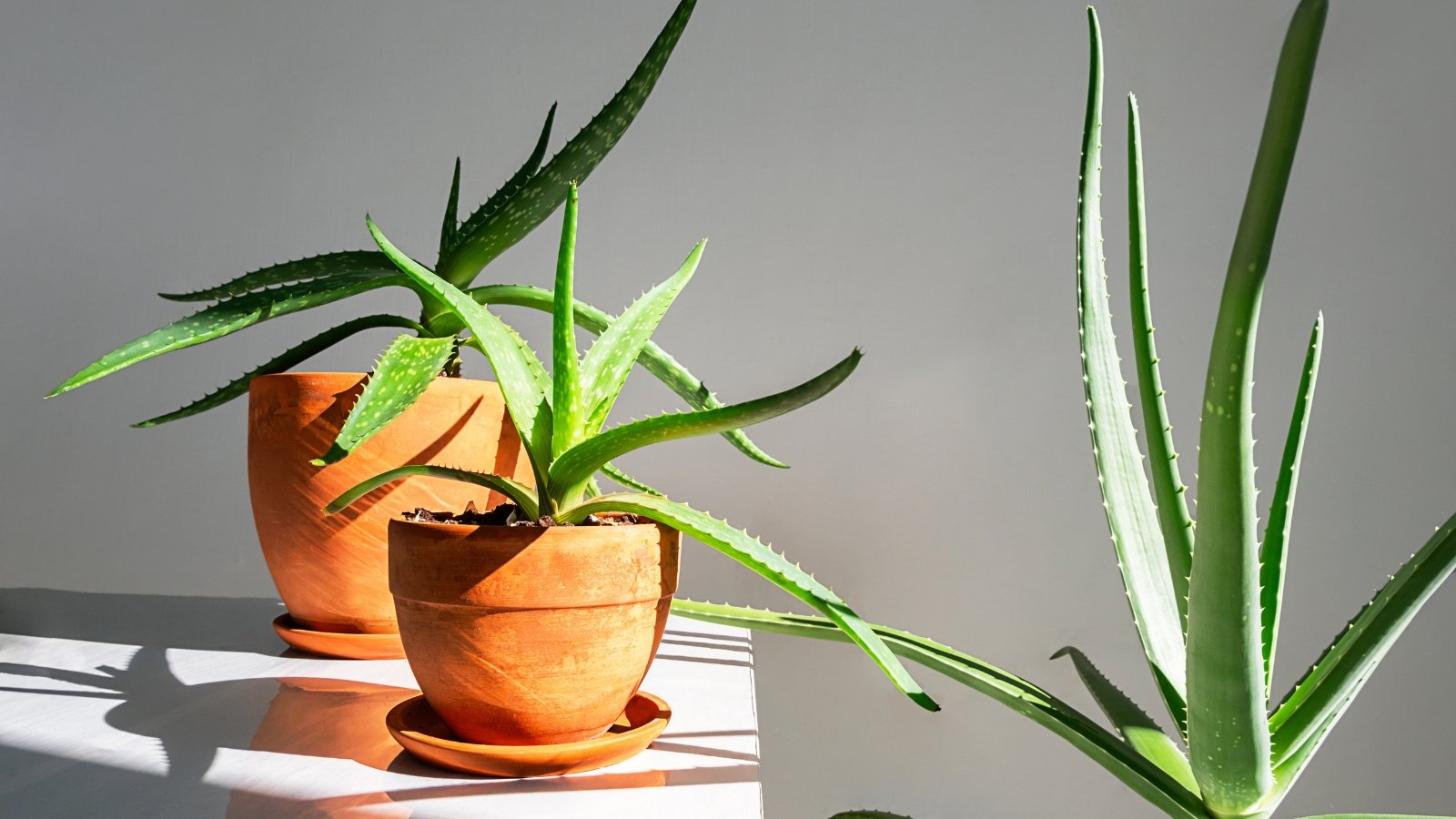 Two clay pots with thick, spiky green leaves featuring serrated edges grow from central rosettes on a white shelf, illuminated by sunlight.