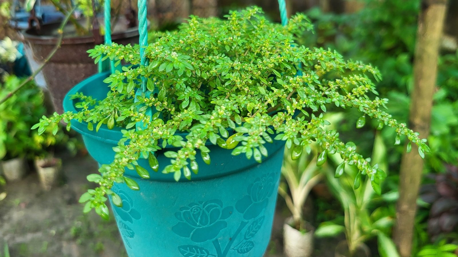 Tiny, bright green, rounded leaves grow closely together on thin stems in a blue hanging pot on the porch.