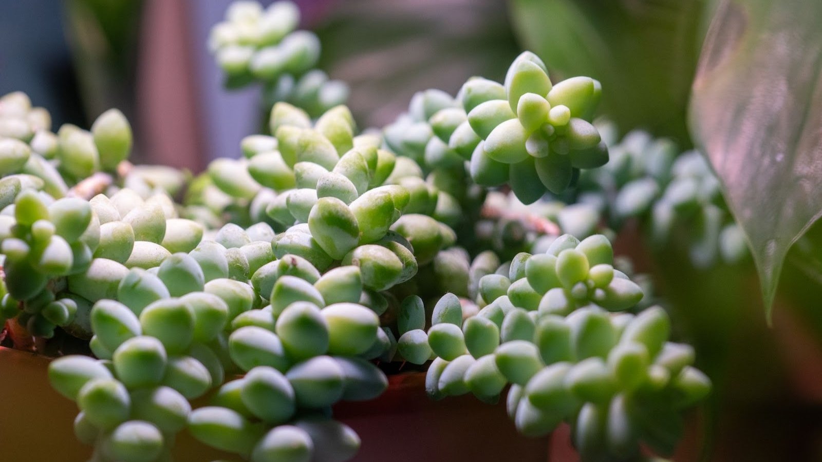 Long, trailing stems covered in plump, pale green, bead-like leaves.