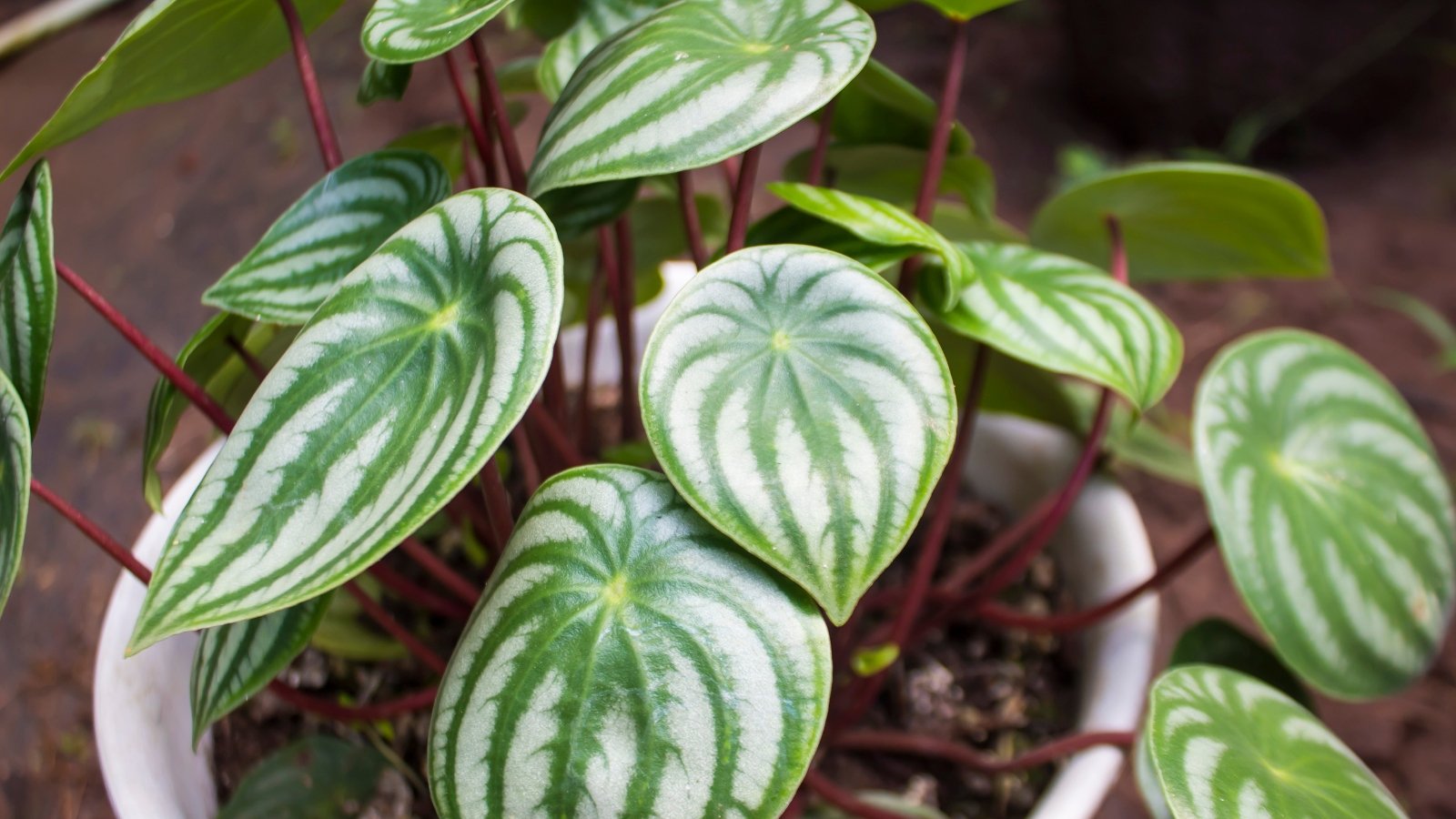 21 Toddler-Good Houseplants for Your Budding Plant Fanatic
