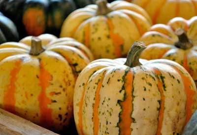 https://www.planetnatural.com/winter-squash/